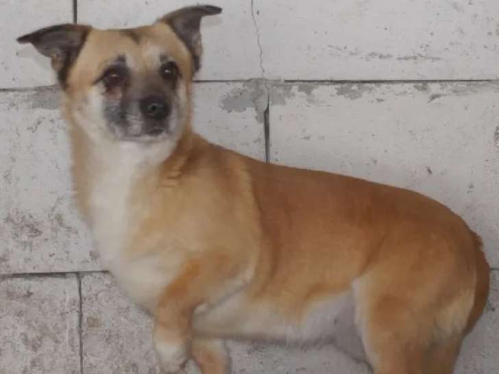 Chienne fauve en quête d'un foyer