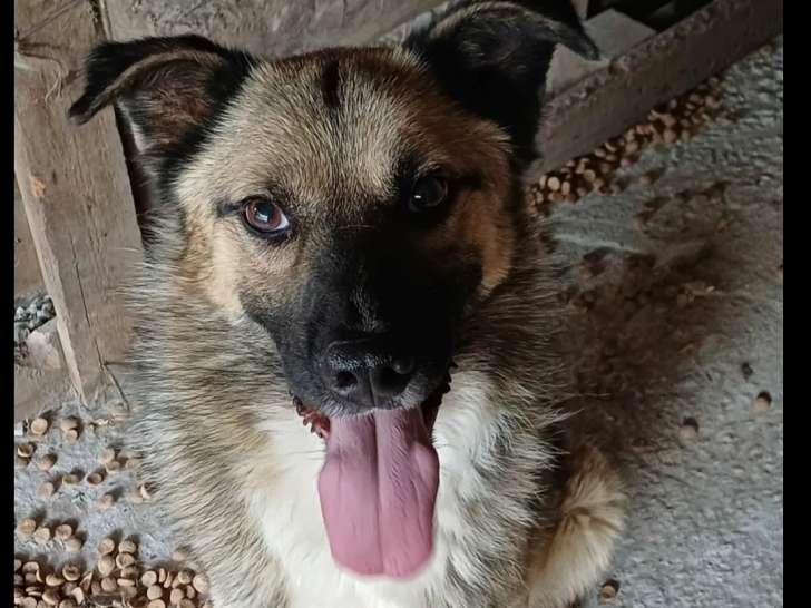 À adopter, chien fauve charbonné