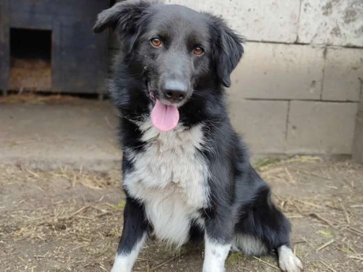 Disponible à l'adoption, chienne noire et blanche