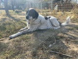 Tim, chien sénior en or de 11 ans à adopter