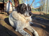 Tim, chien sénior en or de 11 ans à adopter
