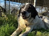 Tim, chien s&eacute;nior en or de 11 ans &agrave; adopter