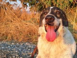 Tim, chien sénior en or de 11 ans à adopter