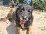 Funny, chienne sénior en or de 11 ans à adopter