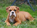 Chiot femelle Bulldog Continental disponible à la vente (LOF)