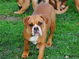 Chiot femelle Bulldog Continental disponible à la vente (LOF)