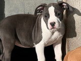 À vendre: chiot Femelle American Staffordshire Terrier LOF