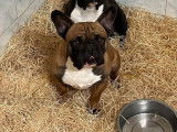 À vendre, chien mâle Bouledogue Français fauve (LOF)
