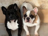 Chienne Bouledogue Français LOF diponible à la vente