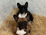 Chien femelle Bouledogue Français LOF à vendre