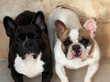 Chien femelle Bouledogue Français LOF à vendre