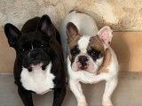 Chien femelle Bouledogue Français LOF à vendre