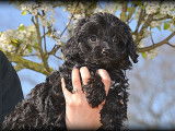 Chiots Cavapoo à vendre