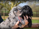 Chiots Cavapoo à vendre