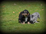 Chiots Cavapoo à vendre
