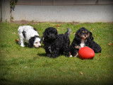 Chiots Cavapoo à vendre