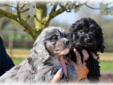 Chiots Cavapoo à vendre