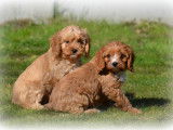 Chiots Cavapoo à vendre
