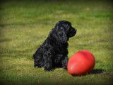 Chiots Cockapoo à vendre