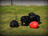 Chiots Cockapoo à vendre