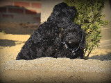 Chiots Cockapoo à vendre