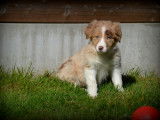 Chiots Border Collie à vendre