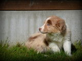 Chiots Border Collie à vendre