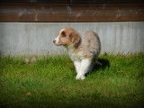 Chiots Border Collie à vendre