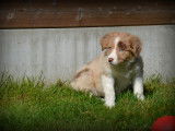 Chiots Border Collie à vendre