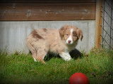 Chiots Border Collie à vendre