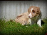 Chiots Border Collie à vendre