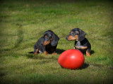 Chiots Teckel à poil court à vendre