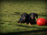 Chiots Teckel à poil court à vendre