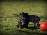Chiots Teckel à poil court à vendre