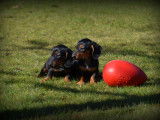 Chiots Teckel à poil court à vendre