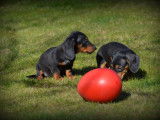 Chiots Teckel à poil court à vendre