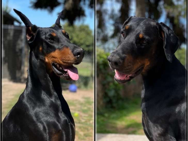 Chiot Dobermann LOF à réserver