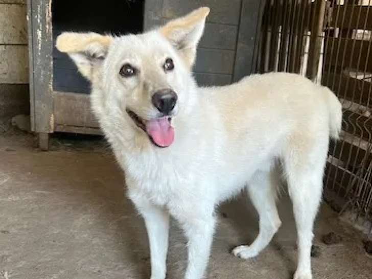 En attente d'adoption, chien de couleur blanche