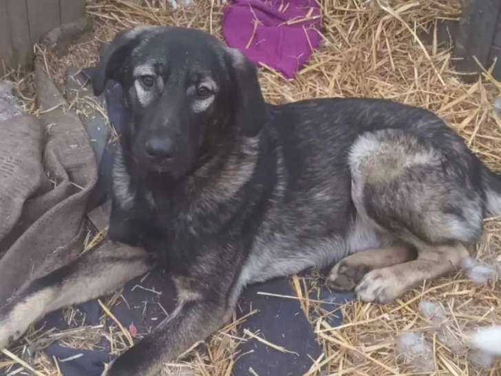 Prêt pour l’adoption : chiot mâle gris