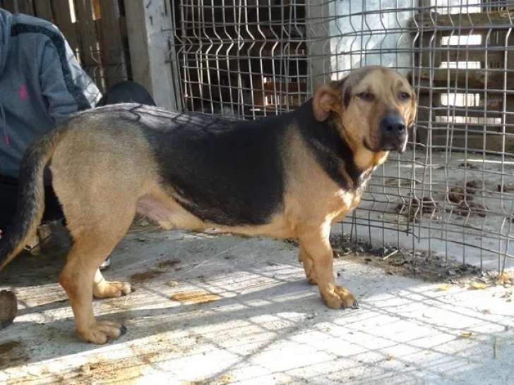 Chien âgé de 5 ans en attente d'un foyer