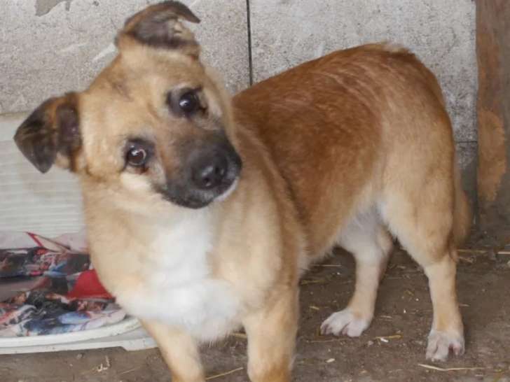 À accueillir : chien au pelage fauve