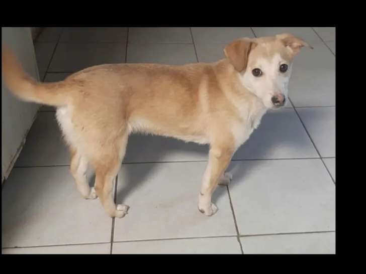 À adopter : chiot mâle beige