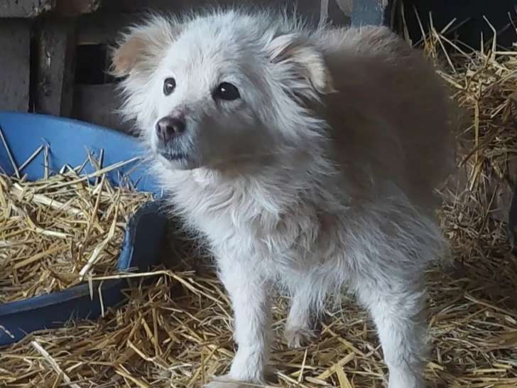 Disponible à l'adoption : chienne de couleur sable