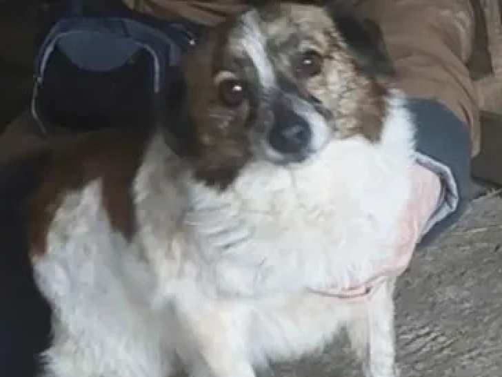 En attente d'adoption : chienne adulte