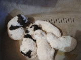 Chiots Lagotto Romagnolo à vendre