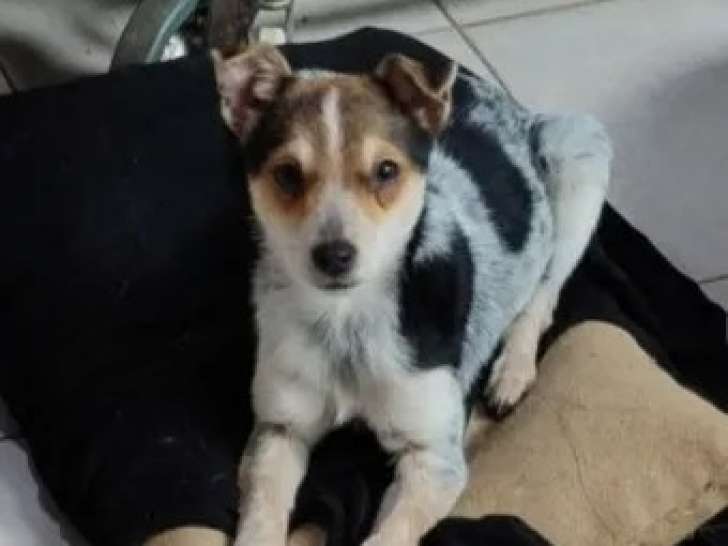 À la recherche d'un foyer : chiot femelle au pelage arlequin