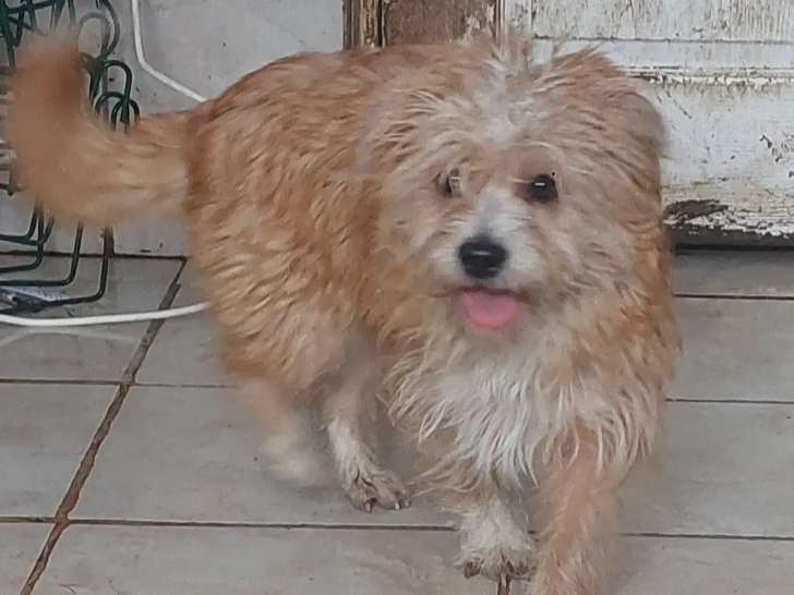 Chien roux et blanc à adopter