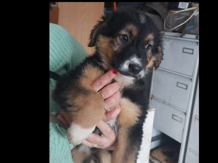 Chiot femelle tricolore disponible à l'adoption