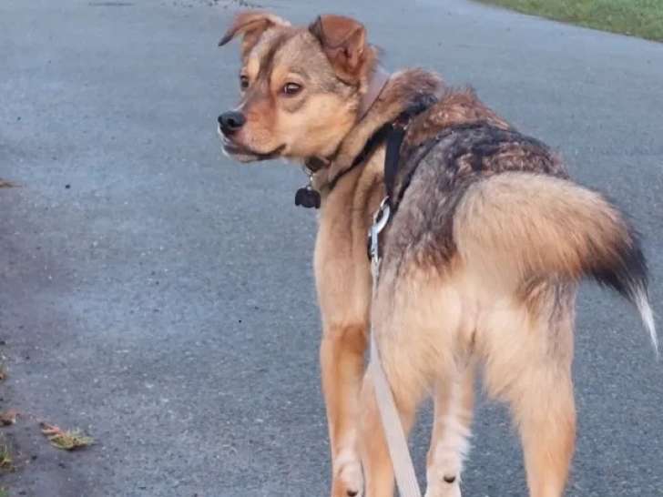 Chienne fauve charbonnée en attente d’adoption