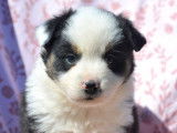 4 chiots femelles Bergers Américains Miniatures LOF disponibles à la vente
